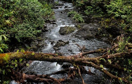 Woodland stream