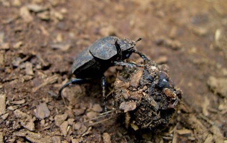 Dung beetle on the forest floor