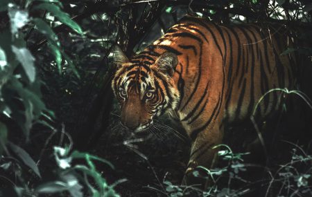 Tiger in the forest, dappled light