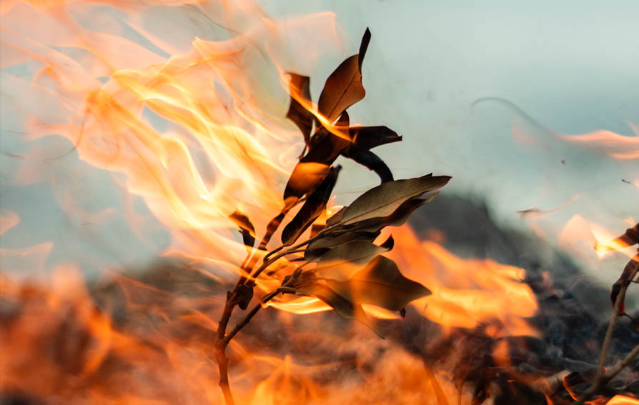 Close of burning leaf