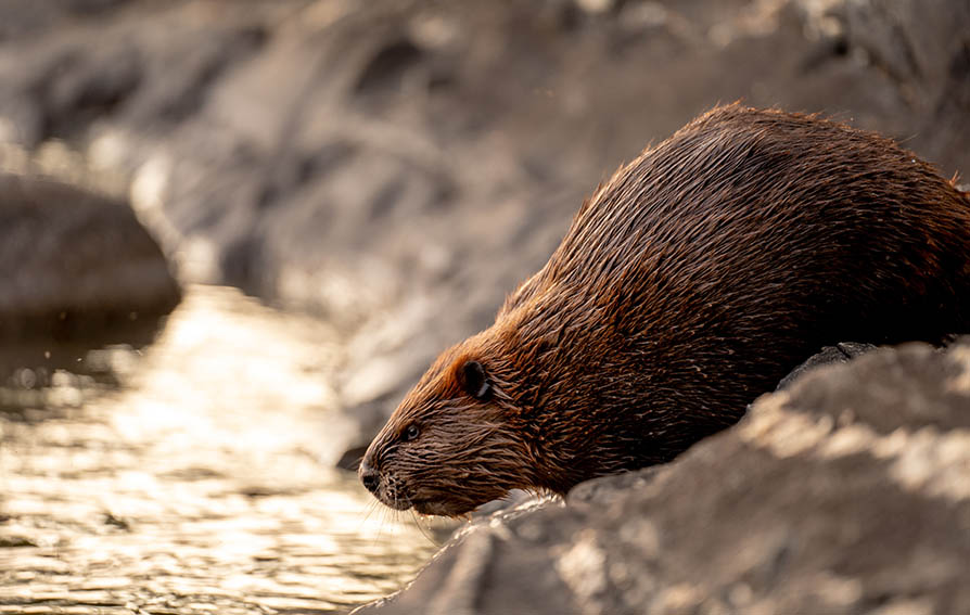 A beaver about to enter a river