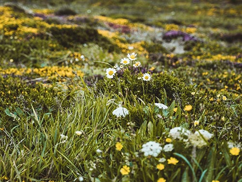 Daisies in a meadow