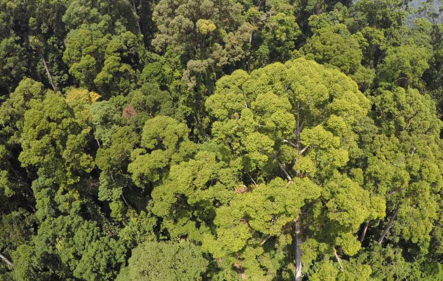 World's tallest tree from the canopy