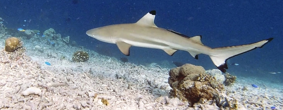 Blacktip reef shark swimming in the shallows