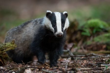 Close up shot of a badger