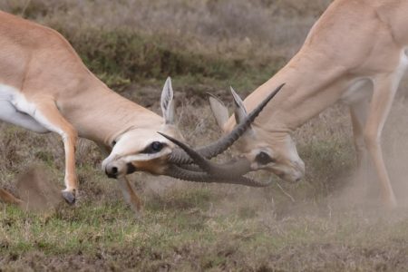 Two fighting antelope