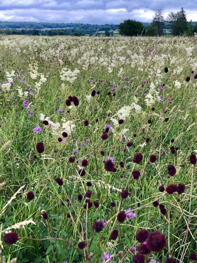 wildflower meadow with fields and trees in distance