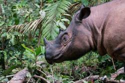 head and shoulders of a Sumatran Rhino in jungle