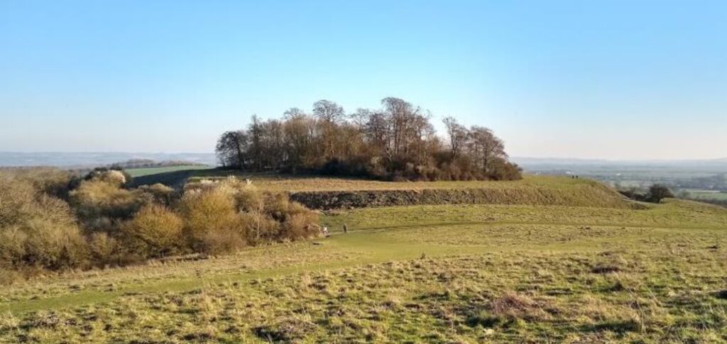 trees on a hill ith sunny sky