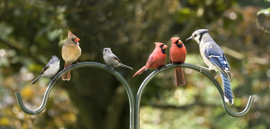 birds on a feeder