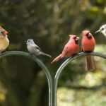 birds on a feeder