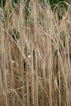 Emmer wheat in Asturias, Spain