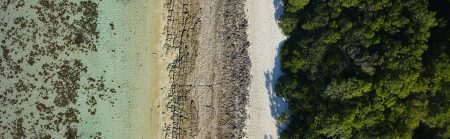 Aerial of forest meeting ocean