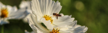Bee inside a white flower