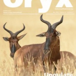 Oryx cover