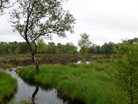 a river winds through the phot grassy banks are on either side with a tree in the foregrond