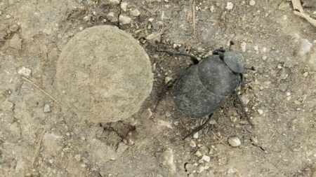 dunf beetle with ball of dung