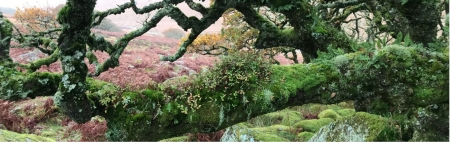 pink bushes in background and forground has a tree with lichen on it