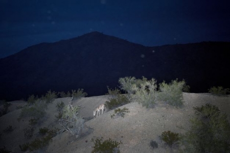 camera trap image of a wild animal at night by some bushes