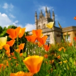 orange and yelow poppies with a building behind