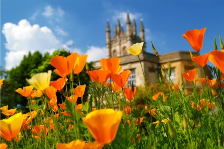 orange and yelow poppies with a building behind