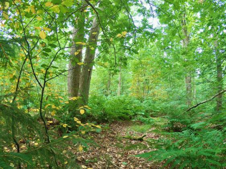 woodland in leaf with woodland floor in view