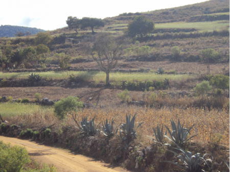 a dirt track with cactus growing at the side, behind is a gentle hilside with a few trees and grass
