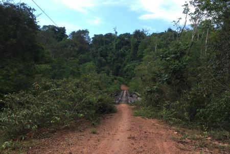 a dirt road runs through a rainforest blue skies above