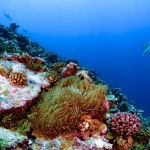 coral reef seen from under water shark swims in the background