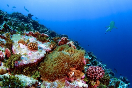 coral reef seen from under water shark swims in the background