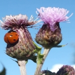 ladybrid on thistles