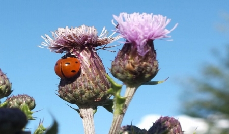 ladybrid on thistles