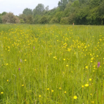 buttercups and wildflower meadow, trees in the distance
