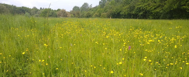 buttercups and wildflower meadow, trees in the distance