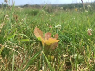 Oak sapling in grass and daisys