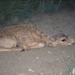 small buff colour saiga antelope calf lies on a dirt path