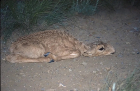 small buff colour saiga antelope calf lies on a dirt path